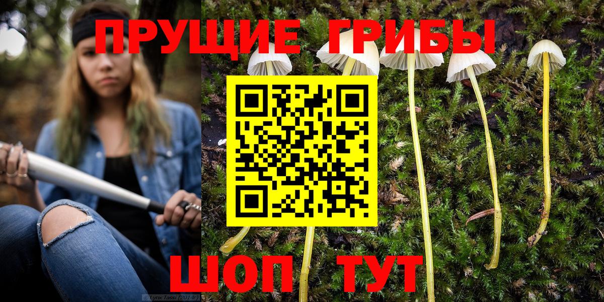 Тимашёвск  Галлюциногенные грибы Psilocybine cubensis  Вход с VPN 